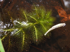 Utricularia aurea
