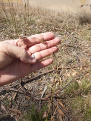 Cymbopogon refractus