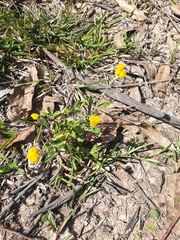 Chrysocephalum apiculatum