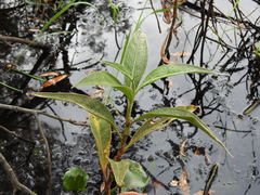 Persicaria attenuata