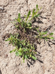 Sphaeromorphaea australis