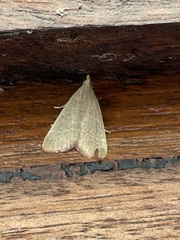 Hypsopygia albidalis