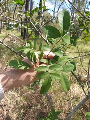Schinus terebinthifolia