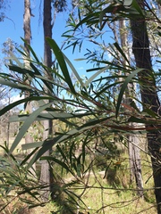 Acacia maidenii
