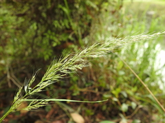 Dichelachne micrantha