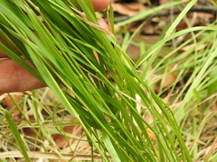 Dichelachne micrantha