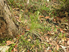 Dichelachne micrantha