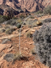 Agave utahensis