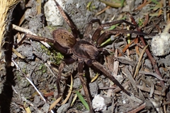 Uliodon