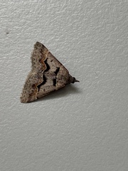 Dichromodes atrosignata