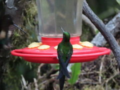 Pterophanes cyanopterus