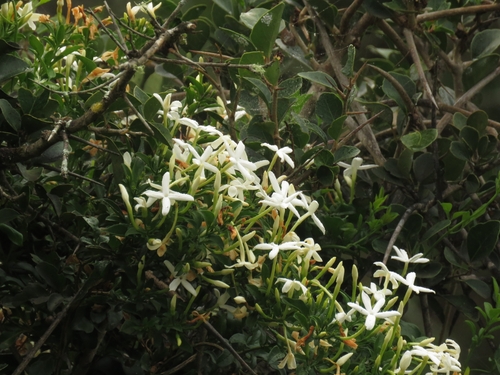 Jasminum angulare, photograph 6