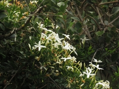 Jasminum angulare