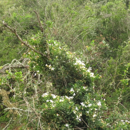 Image of Jasminum angulare by (c) Christiaan Viljoen, some rights reserved (CC BY)