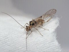 Teliapsocus conterminus