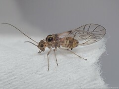 Teliapsocus conterminus