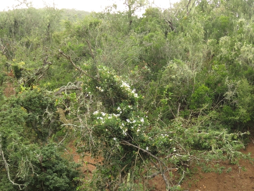 Image of Jasminum angulare by (c) Christiaan Viljoen, some rights reserved (CC BY)