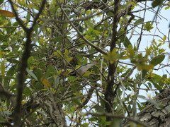 Vermivora chrysoptera