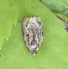 Olethreutes inornatana