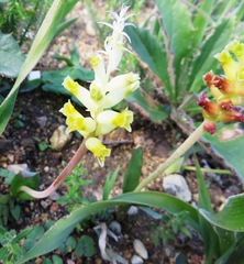 Lachenalia lutea