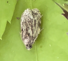 Olethreutes inornatana