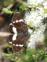 Platagarista macleayi