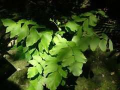 Adiantum macrophyllum