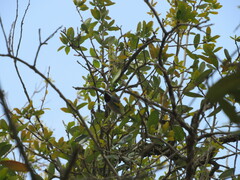 Vermivora chrysoptera