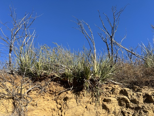 Nolina cismontana