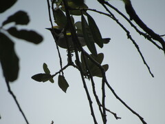 Vermivora chrysoptera