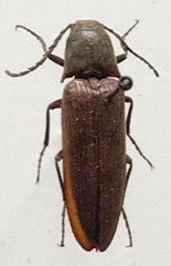 Dicteniophorus