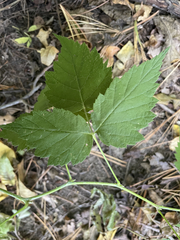 Rubus occidentalis