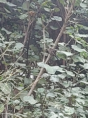 Pterorhinus perspicillatus
