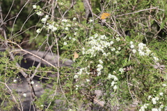 Platagarista macleayi