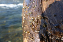 Simuliidae
