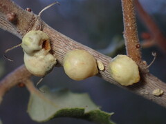 Cerococcus quercus