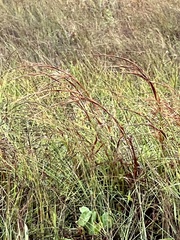 Schizachyrium littorale
