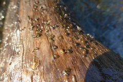 Simuliidae