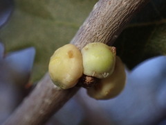 Cerococcus quercus