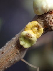 Cerococcus quercus