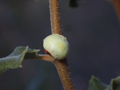 Cerococcus quercus