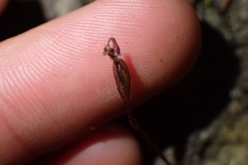 Image of Cyrtostylis rotundifolia by (c) Oscar Dove, some rights reserved (CC BY)