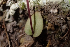 Orchidoideae