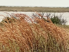 Schizachyrium littorale
