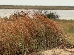 Schizachyrium littorale