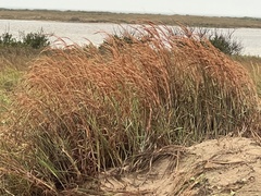 Schizachyrium littorale
