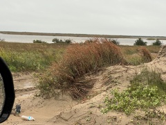 Schizachyrium littorale