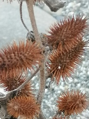 Xanthium orientale