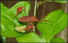Chondrocera laticornis