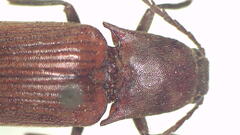 Dicteniophorus